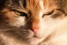 Verborgene Verbindungen: Krypto-Ikonen und Epstein im Blick