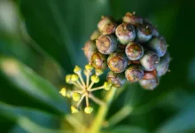 Dogecoin: Wieder im Fokus der Krypto-Community in unserer Region