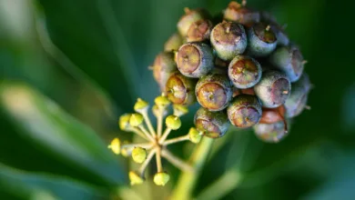 Dogecoin: Wieder im Fokus der Krypto-Community in unserer Region