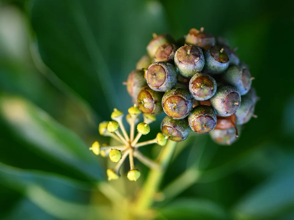 Dogecoin: Wieder im Fokus der Krypto-Community in unserer Region