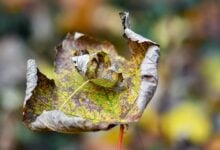 Bitcoin im Fokus: Vor dem großen Auf- oder Abschwung?