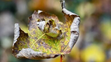 Bitcoin im Fokus: Vor dem großen Auf- oder Abschwung?