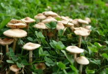 ING Deutschland stärkt Krypto-Investments mit neuen Partnern