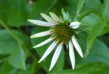 Pepeto: Warum Investoren in einem Bärenmarkt aufspringen