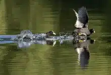 Streit um Stablecoin-Belohnungen: Gespräche im Weißen Haus