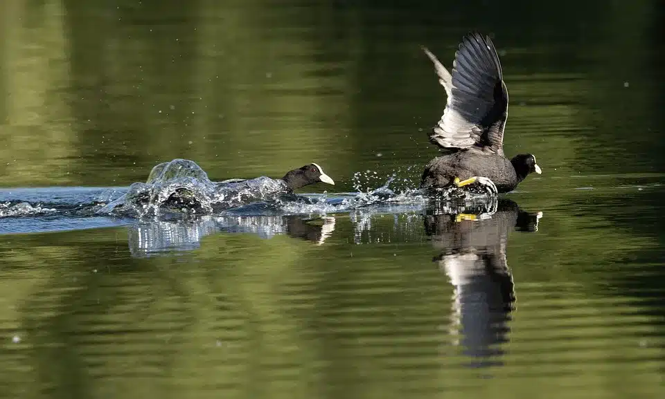 Streit um Stablecoin-Belohnungen: Gespräche im Weißen Haus