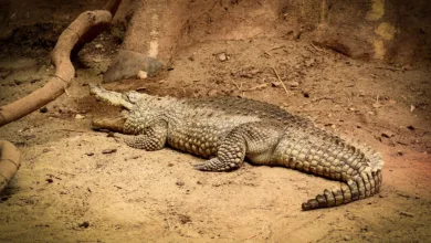 Bitcoin-Markt unter Druck: Wo liegt die Schmerzgrenze?