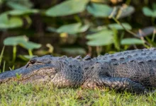 XRP: Chance oder Risiko im Krypto-Markt 2025/2026?