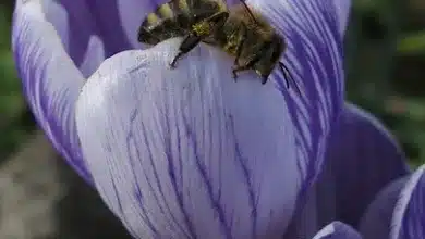 Schwacher Dollar: Wie Bitcoin davon profitieren könnte