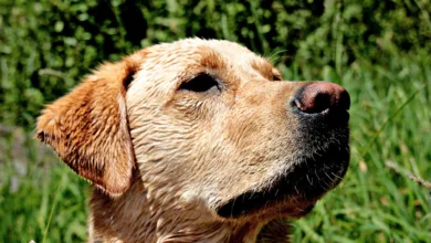 TRM Labs wird mit 70 Millionen Dollar zum Unicorn in Krypto