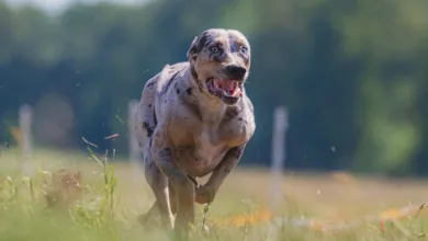 Solana Kurs am Scheideweg: Erholung oder weiterer Abstieg?