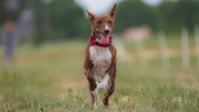 Ethereum: Was der Krypto-Gipfel für den Kurs bedeutet