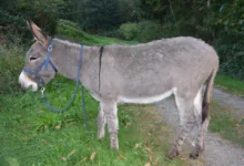 Ethereum-Kurs unter Druck: Verkaufswelle trifft Halter hart