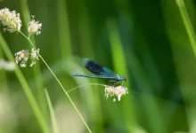 Dragonfly Capital erreicht 650 Millionen Dollar für Fonds IV