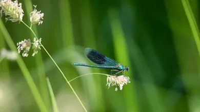 Dragonfly Capital erreicht 650 Millionen Dollar für Fonds IV