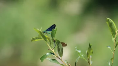 Klarheit für Anleger: Urteil stärkt Krypto-Insolvenzen in UK