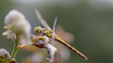 EU plant umfassendes Verbot von Krypto-Transaktionen mit Russland