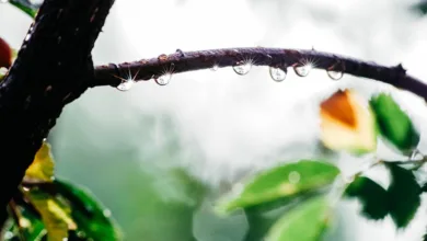 Kryptomärkte im Aufschwung: Bitcoin, Ethereum & Pepeto glänzen