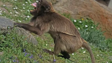 Spacecoin: Kursrallye oder drohende Korrektur? Ein Blick auf den Coin