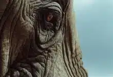 Tangany erhält MiCAR-Lizenz: Neues Kapitel für Krypto in Deutschland