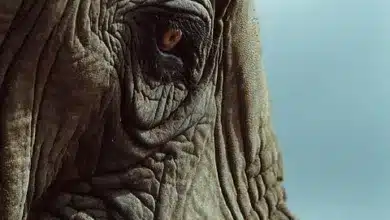 Tangany erhält MiCAR-Lizenz: Neues Kapitel für Krypto in Deutschland