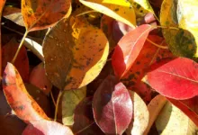 Zuflüsse in XRP-ETFs steigen und fallen: Ein Trendanalyse