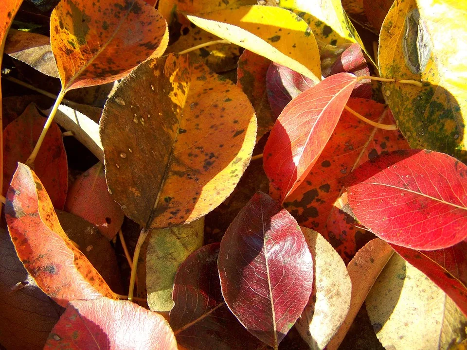 Zuflüsse in XRP-ETFs steigen und fallen: Ein Trendanalyse