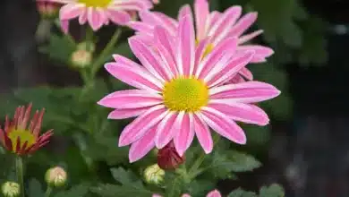 Bitcoin-Kurs im Fokus: Wichtige Ereignisse beeinflussen den Markt