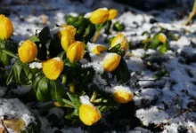 ING Deutschland erleichtert Krypto-Investitionen ohne Wallet-Hürden