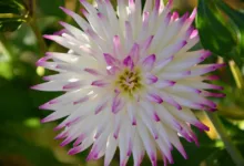 Ripple-Kursprognose: Potenzial für massive Kursgewinne