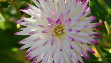 Ripple-Kursprognose: Potenzial für massive Kursgewinne