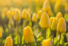 Niederlande diskutieren neue Steuer auf Krypto-Gewinne 36%