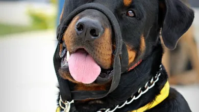 Krypto-Märkte im Aufschwung: Risiken bleiben dennoch verborgen