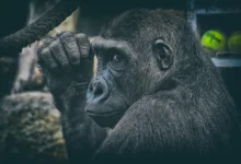 Bitcoin-Halving: Ein Blick auf die Preiszyklen und Trends