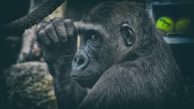 Bitcoin-Halving: Ein Blick auf die Preiszyklen und Trends