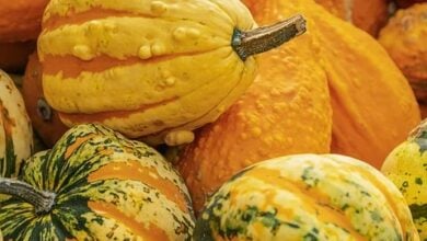 Bitcoin stürzt unter 80 000 Dollar – Markt unter Druck