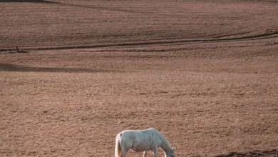Krypto-Markt im freien Fall: Fear and Greed Index stark gesunken