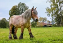 Ethereum-Erholung: Starke Fundamentaldaten und steigendes Staking