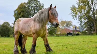 Ethereum-Erholung: Starke Fundamentaldaten und steigendes Staking