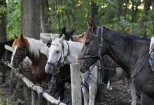 Dogecoin-Kursrückgang: Halter nutzen Chance zur Akkumulation