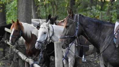 Dogecoin-Kursrückgang: Halter nutzen Chance zur Akkumulation