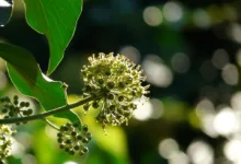 Hedera im Fokus: Optimismus nach schwierigen Wochen