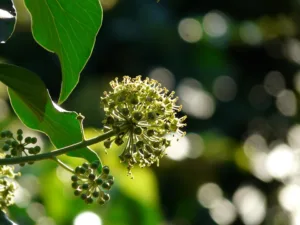Hedera im Fokus: Optimismus nach schwierigen Wochen