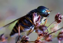 Kryptowährungen unter Druck: XRP und Solana stechen hervor