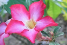 Die faszinierenden Bitcoin-Zyklen: Muster und Chancen verstehen