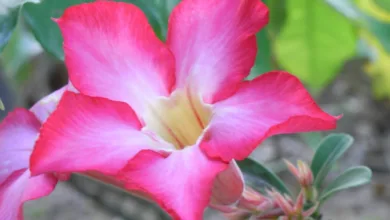 Die faszinierenden Bitcoin-Zyklen: Muster und Chancen verstehen