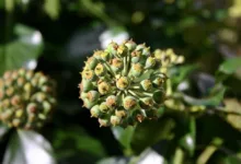 Hedera unter Druck: HBARs Kursentwicklung im Fokus