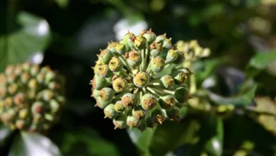 Hedera unter Druck: HBARs Kursentwicklung im Fokus