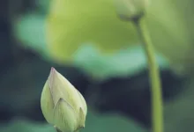 Japans Wahlsieg: Geopolitische Stabilität trifft Finanzrisiko