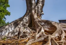 Doge: Der Liebling des Internets trotz wilder Schwankungen